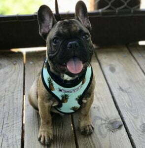 French Bulldog in harness