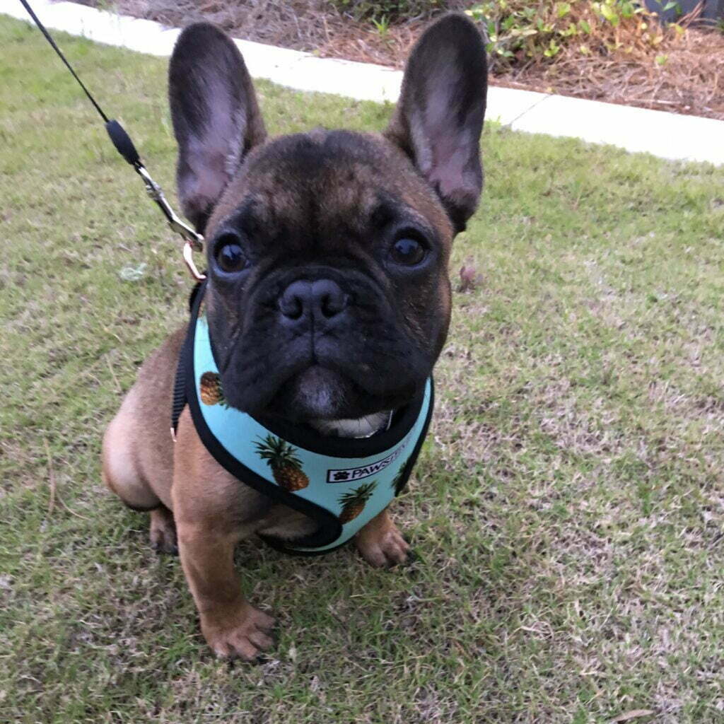 French bulldog in a harness