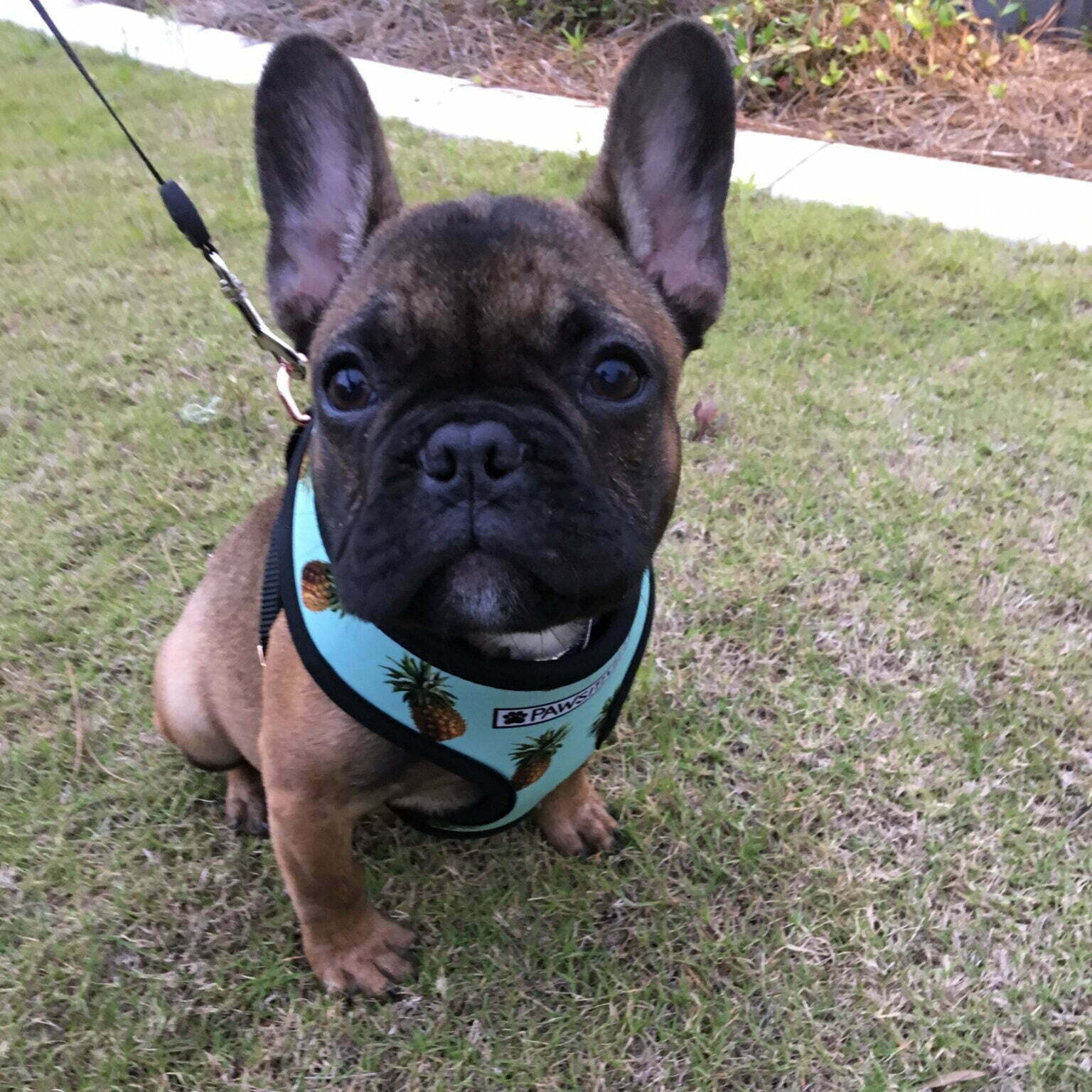 Pigeon Chest French Bulldog Causes, Concerns, and Treatment
