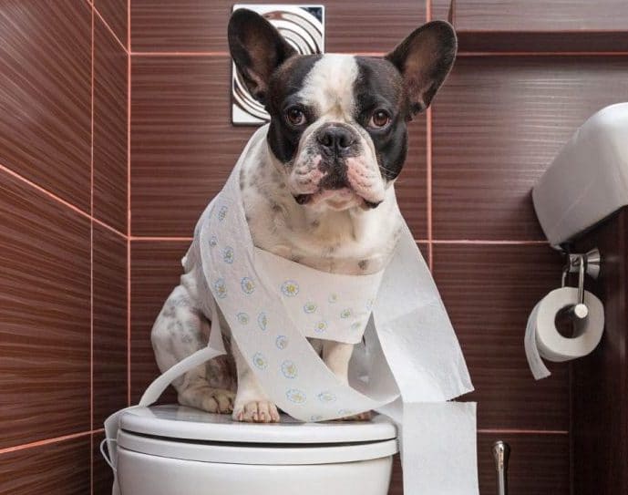 Accident Management during French Bulldog Potty Training