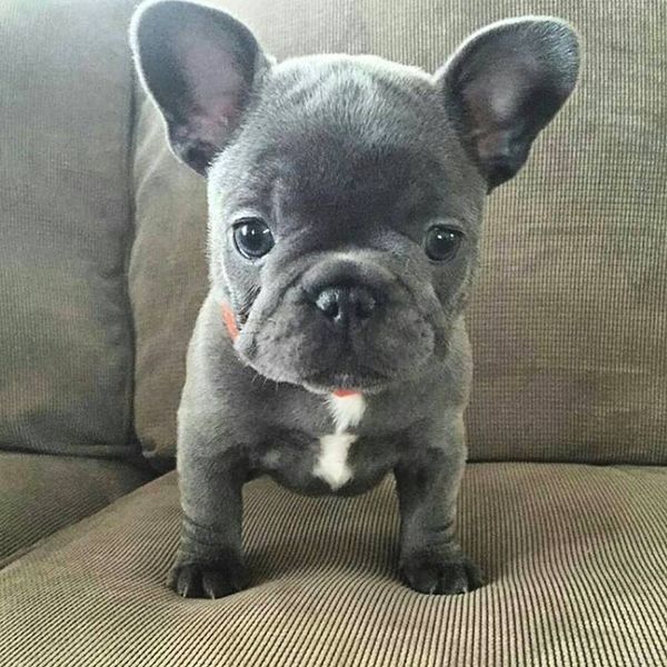 The complete French bulldog puppy guide for new Frenchie ...