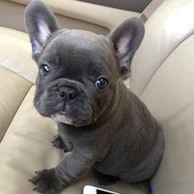 The complete French bulldog puppy guide for new Frenchie parents - PART ...
