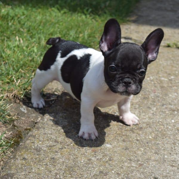 The complete French bulldog puppy guide for new Frenchie parents - PART ...