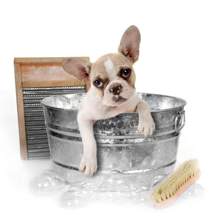 How to Give Your French Bulldog a Bath (& How Often)