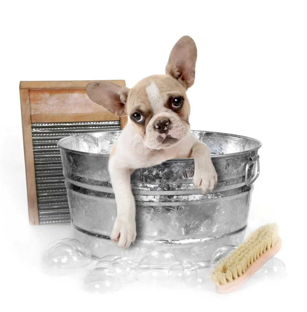 French bulldog getting a bath