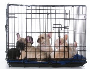 french bulldog crate training