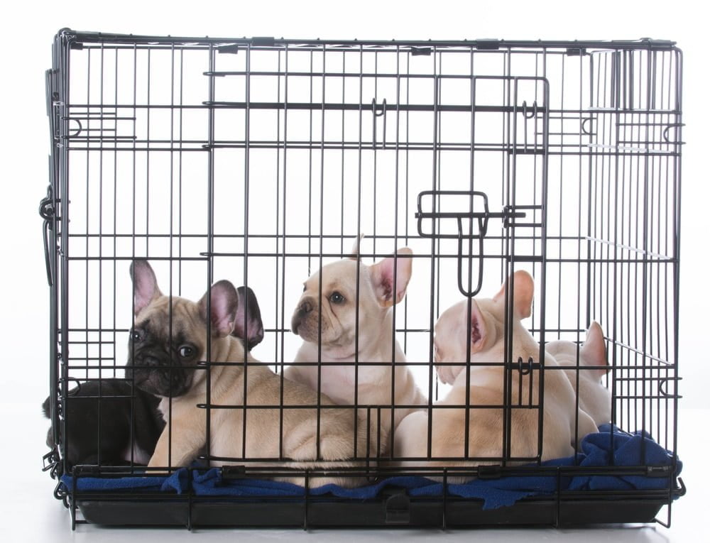 french bulldog crate size