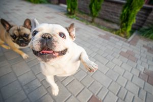 french bulldog jumping up on person