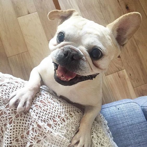 French Bulldog Training Archives Happy French Bulldog