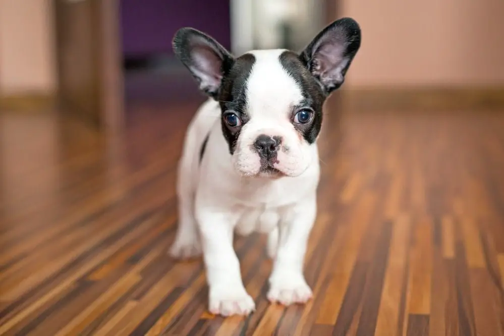 The French Bulldog Puppy Guide for New Frenchie Parents