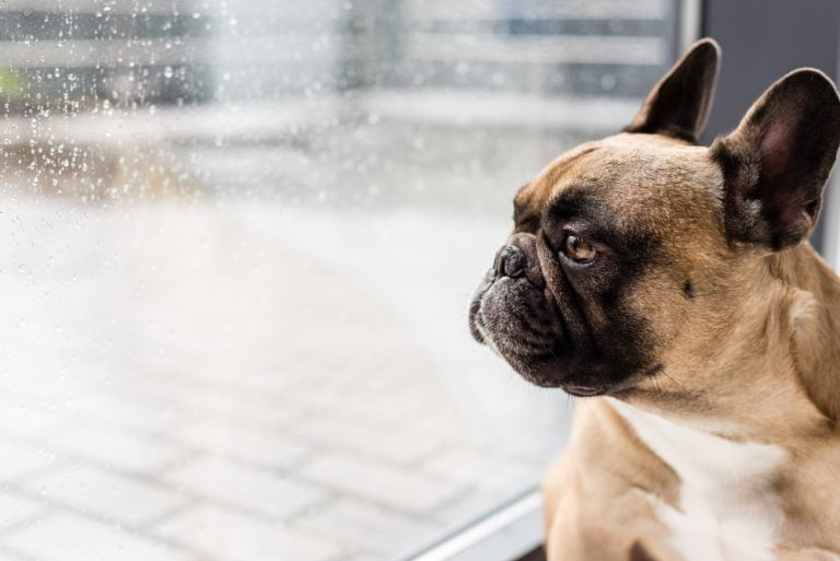 french-bulldog-separation-anxiety-tips-to-help-your-anxious-frenchie