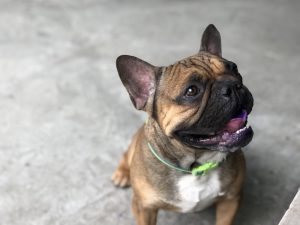 french bulldog training tricks