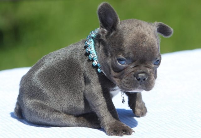 The Complete French Bulldog Puppy Guide For New Frenchie Parents: Part 