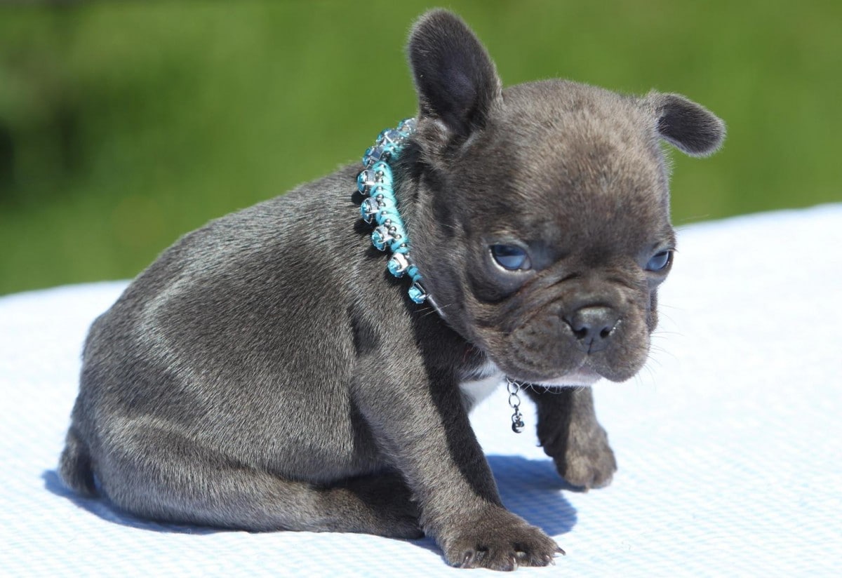 gray bulldog puppy