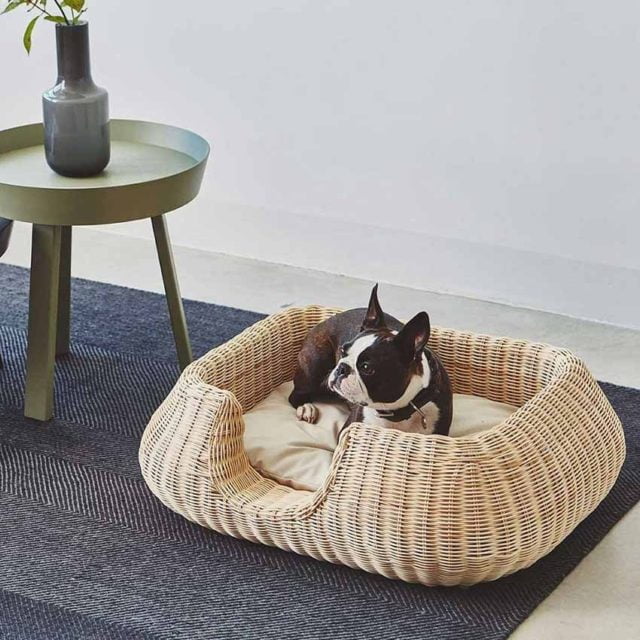 wicker basket french bulldog