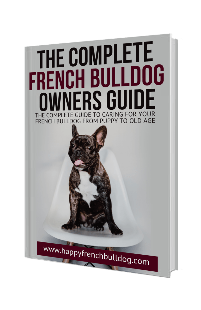 the-french-bulldog-heat-cycle-happy-french-bulldog