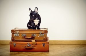 Can you travel with a french bulldog?