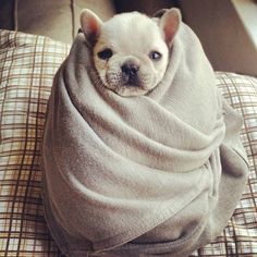 French bulldog cold