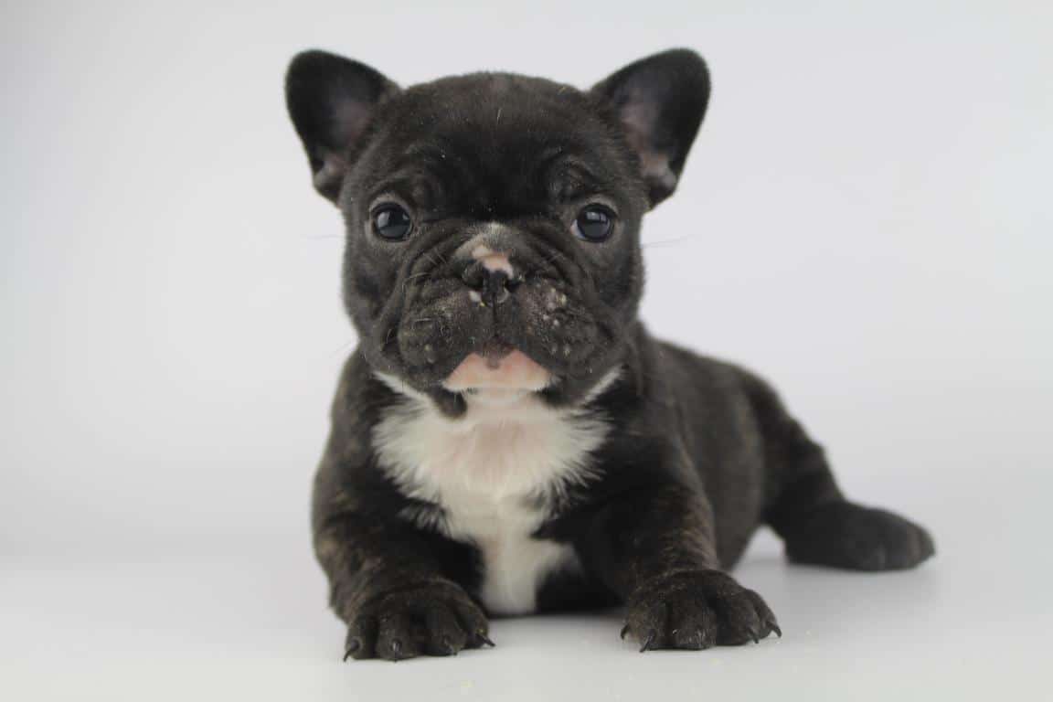 The Complete French Bulldog Puppy Guide For New Frenchie Parents PART 6 Food For Your French