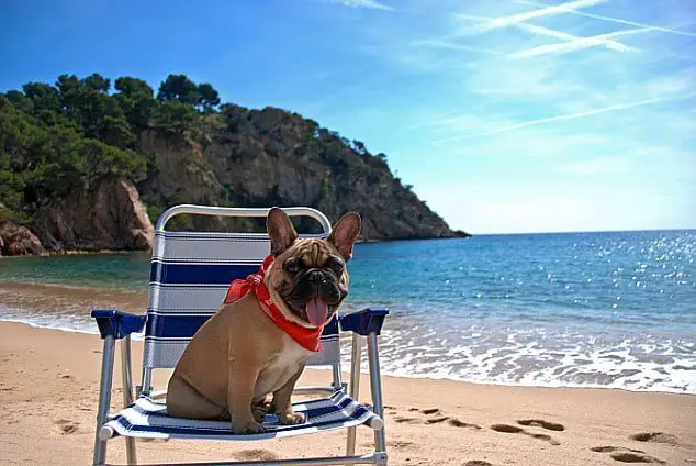 French bulldog vacation 1
