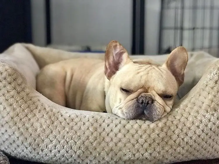 Best French Bulldog Bed