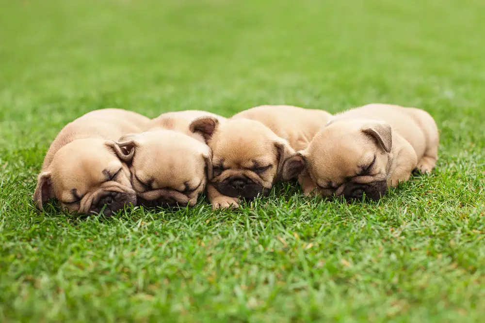 What Questions Should You Ask Your French Bulldog Breeder?