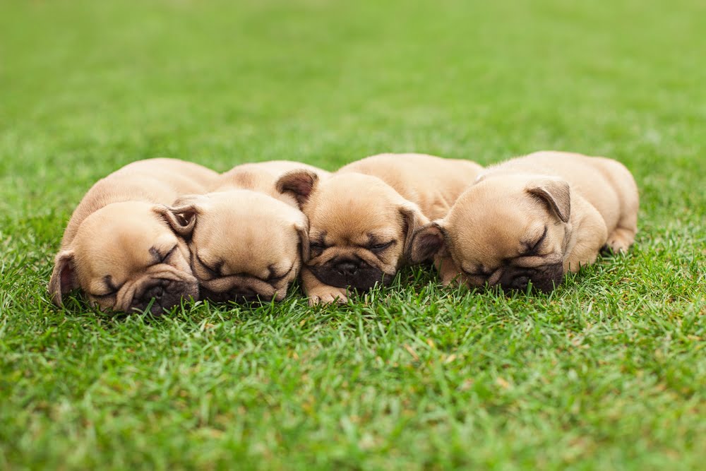 French bulldog puppies