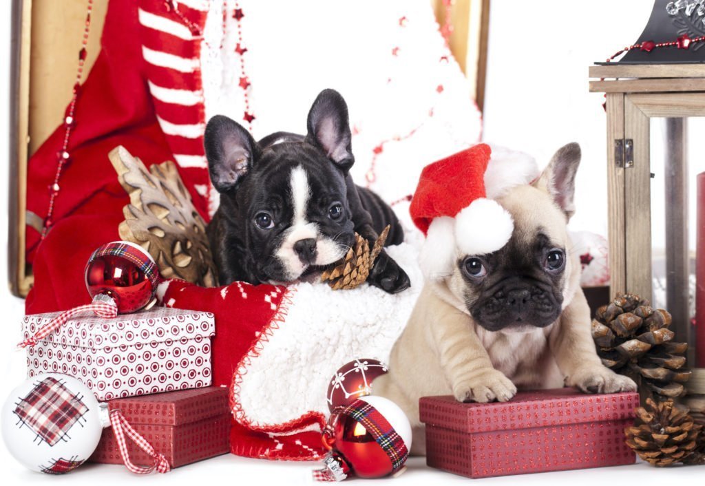 French Bulldog Gifts Archives Happy French Bulldog
