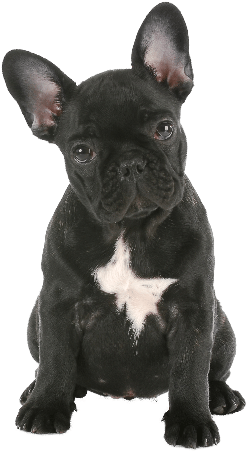 happy-french-bulldog-french-bulldog-care-tips
