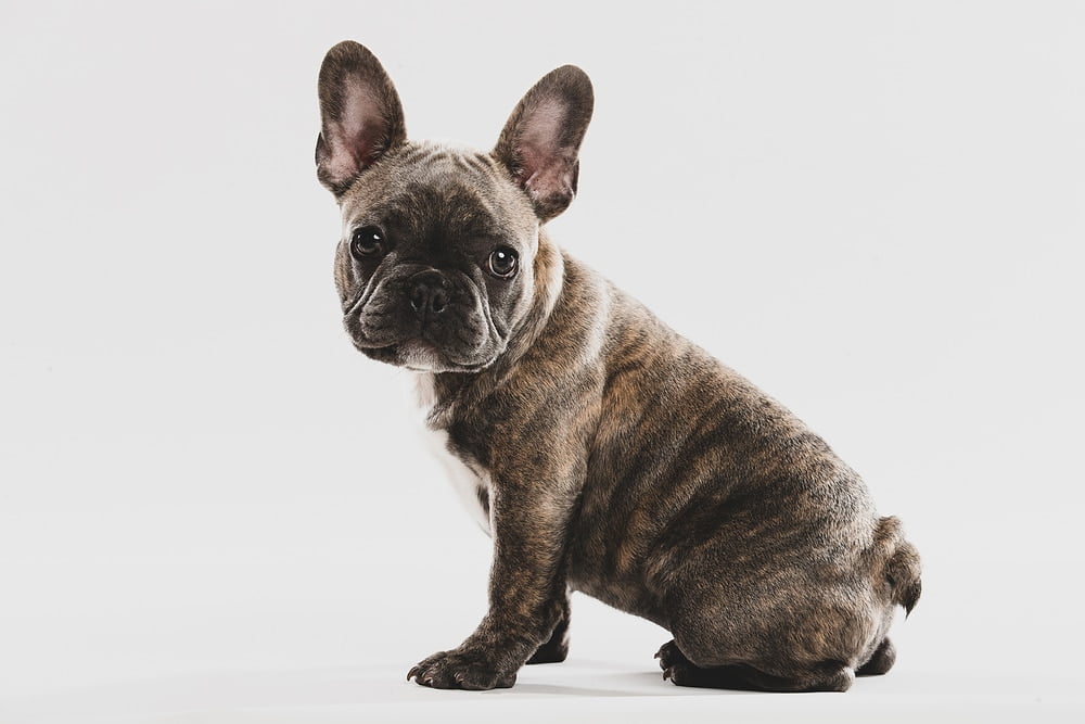 Brindle french bulldog color