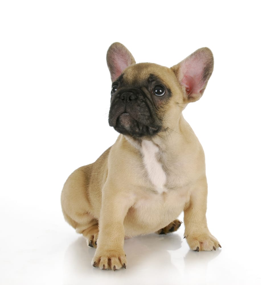 Fawn french bulldog color