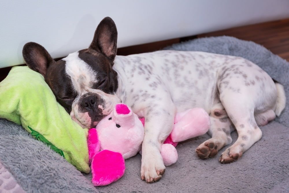 French bulldog sleeping