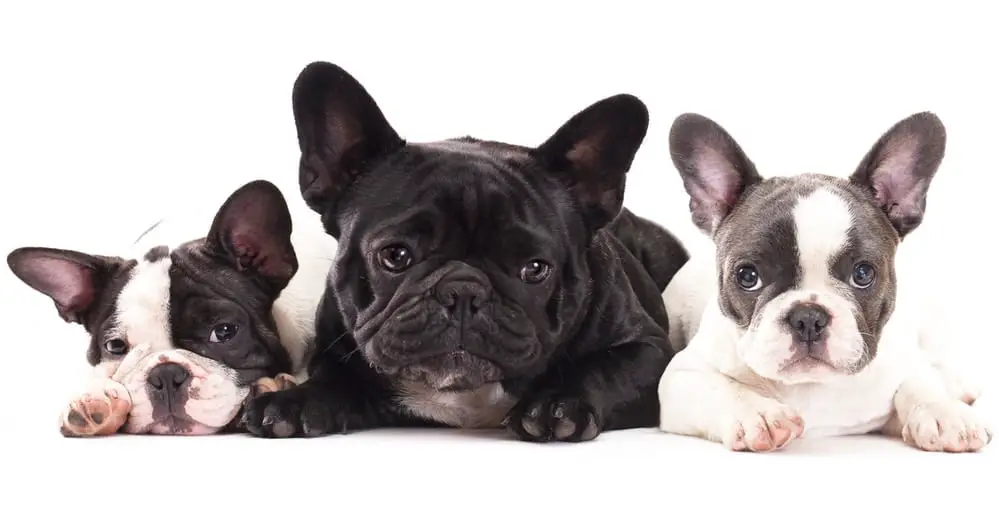Different french bulldog colors