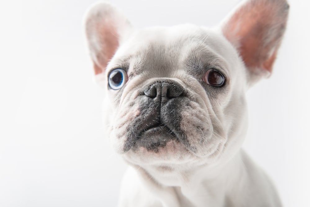 French Bulldog Ears Fact And Tips That Owners Should Know Happy French Bulldog