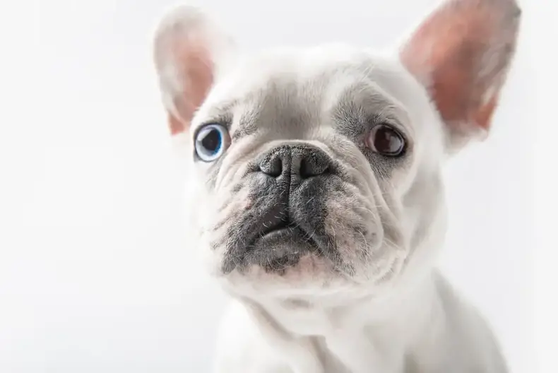 are french bulldogs prone to ear infections