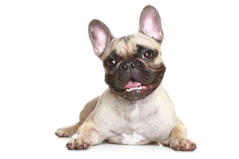 Can a French Bulldog Smile? Everything You Should Know