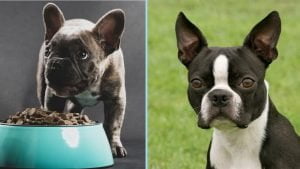 French bulldog vs boston terrier