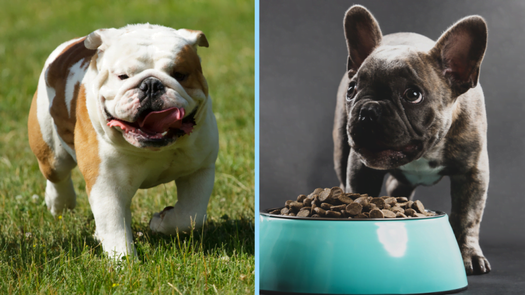 Frenchie Tips Archives | Page 5 of 11 | Happy French Bulldog