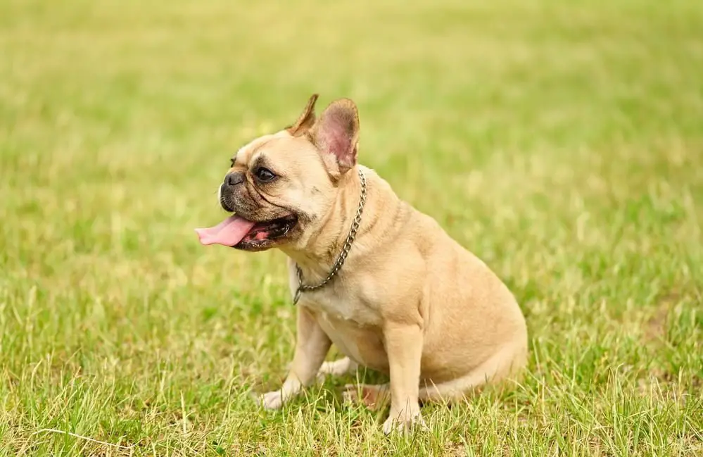 Mini French Bulldog Breed Guide Everything You Should