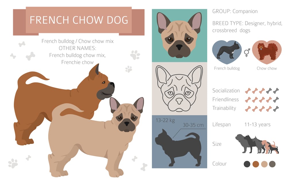 chow chow french bulldog mix