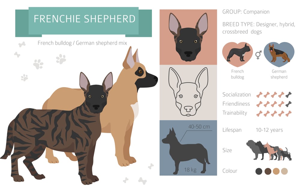 german shepherd french bulldog