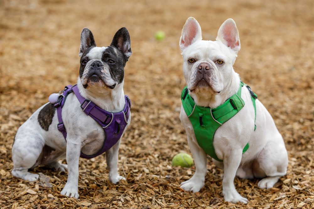13 Awesome French Bulldog Mixes A Full Guide To Choosing The Best Mix 