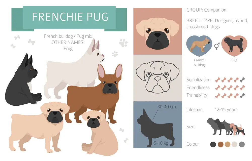 french bulldog pug mix