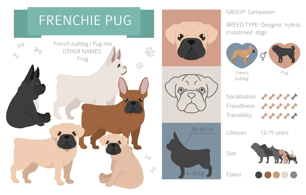 Best French Bulldog Mixes: 13 Awesome Breeds to Consider