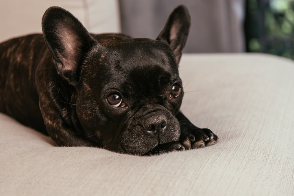 do french bulldogs shed