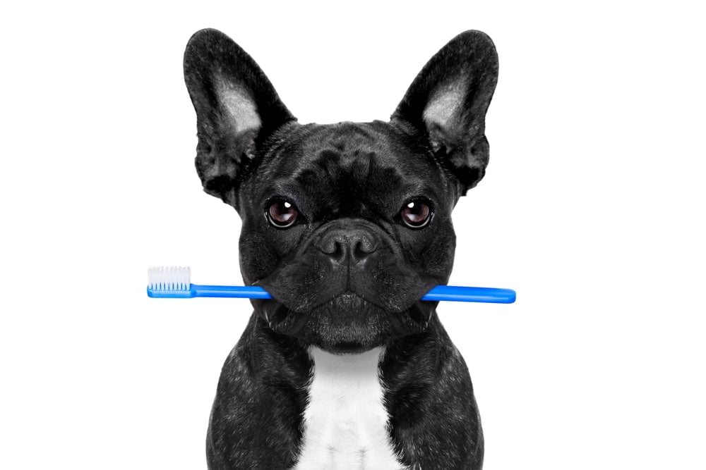 French bulldog toothbrush