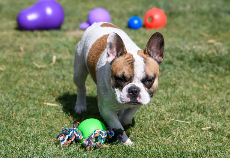 Amazing French Bulldog Toys of all time Don t miss out 