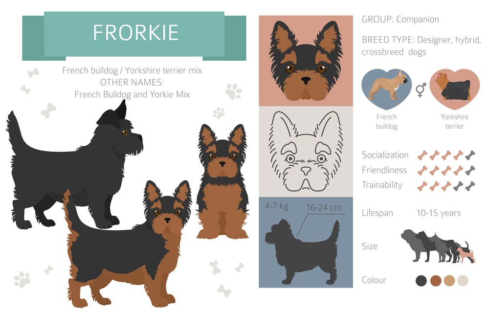 French bulldog yorkie mix