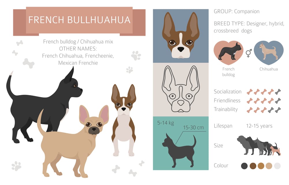 french bulldog size cm