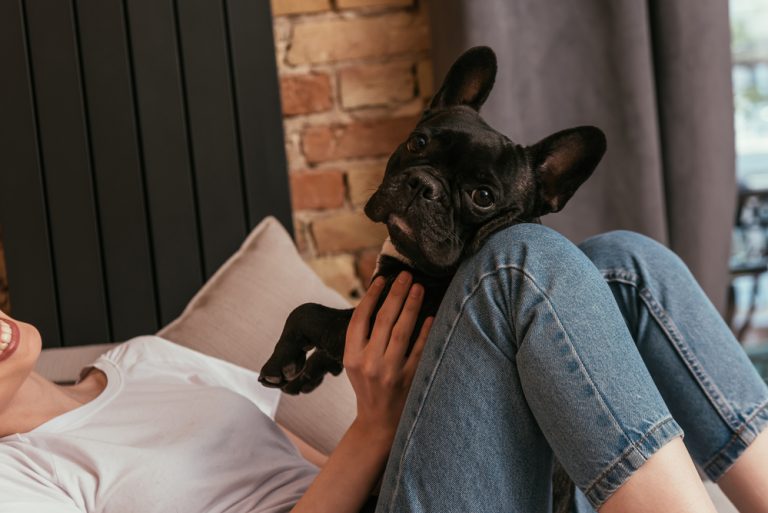 Are French Bulldogs Good Pets? An Honest Look